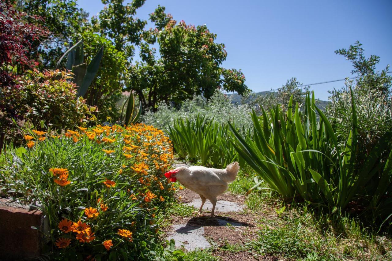 Pietrantica - Affittacamere Con Giardino Nuova Apertura A Trebiano -Citr Dış mekan fotoğraf